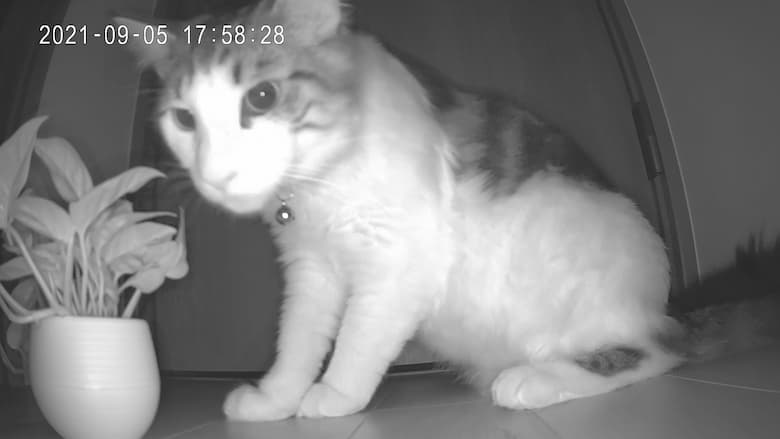 SwitchBot カメラをレビュー。ペットの見守りから防犯用途での録画もできる万能カメラ。